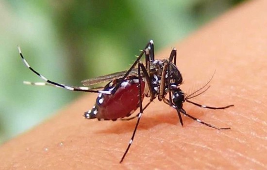 ২৪ ঘণ্টায় আরও ৪৭ ডেঙ্গু রোগী হাসপাতালে