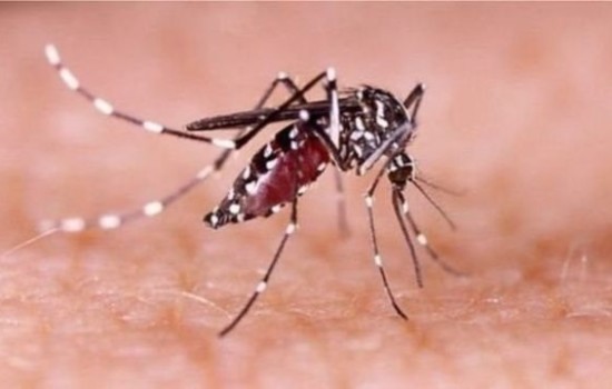 ডেঙ্গু: ২৪ ঘণ্টায় ২ জনের মৃত্যু, হাসপাতালে ৫১ জন