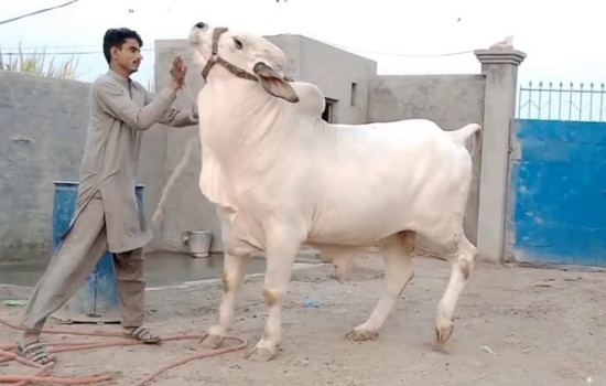 কোরবানির যে বিষয়গুলো জানা খুবই জরুরি