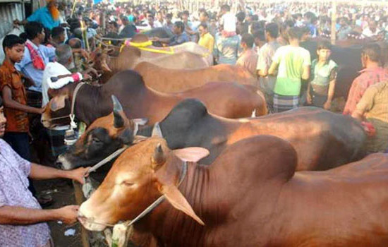 কোরবানির মাসাআলা-মাসায়েল
