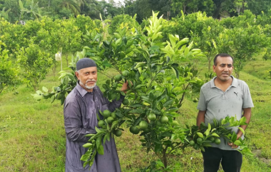 মালটা চাষে বরগুনা কৃষকের বাজিমাত
