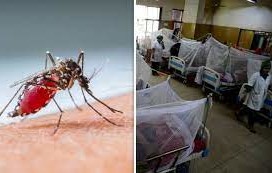 ডেঙ্গু আক্রান্ত ৭৭ জনের মধ্যে ঢাকার ৫৯