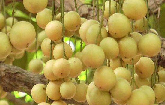 নানা গুণে সমৃদ্ধ লটকন ফল