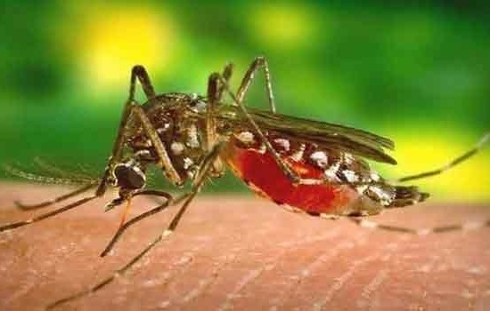 ডেঙ্গুতে একজনের মৃত্যু, হাসপাতালে ৫২৪