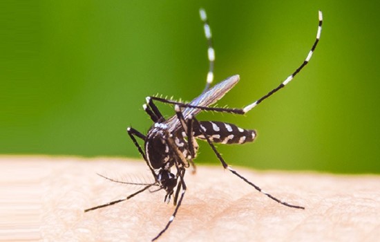 ডেঙ্গুতে আরও ৫ জনের মৃত্যু