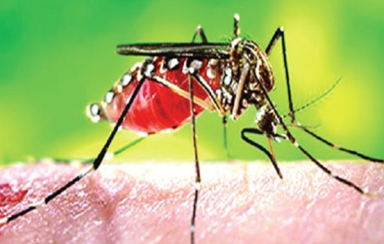 একদিনে হাসপাতালে ৭৫০ ডেঙ্গুরোগী