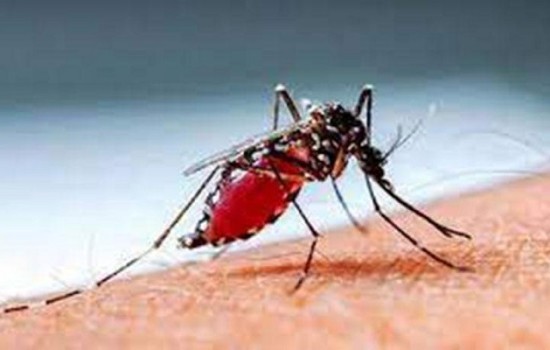 ডেঙ্গুতে ২৪ ঘণ্টায় মৃত্যু ২, হাসপাতালে ১০২০