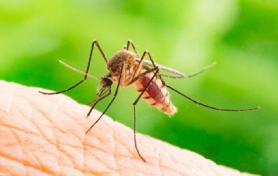 ডেঙ্গুতে ২৪ ঘণ্টায় ৫ জনের মৃত্যু