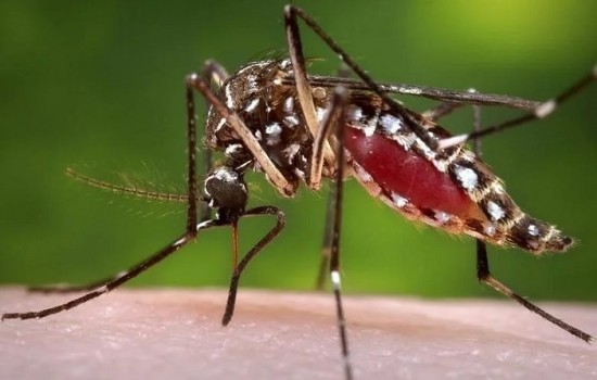 ডেঙ্গুতে ২৪ ঘণ্টায় মৃত্যু ৫