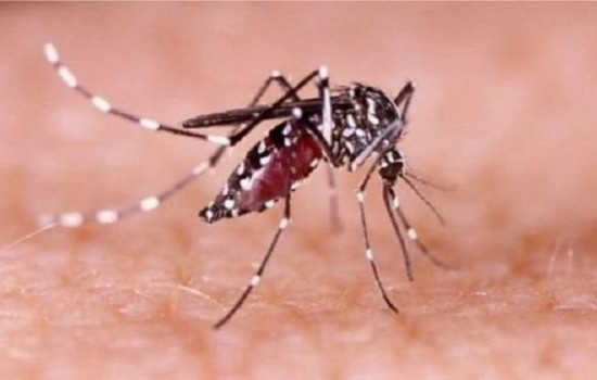 ডেঙ্গুতে ৩ জনের মৃত্যু, আক্রান্ত ৫১৫
