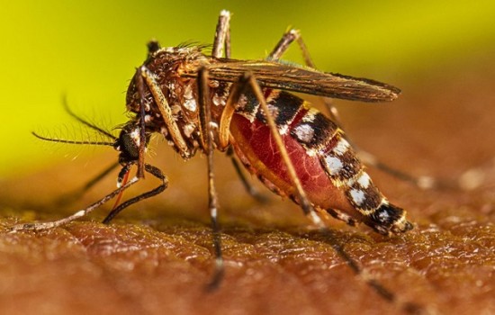 ডেঙ্গুতে এক বছরে সর্বোচ্চ ১৮২ জনের মৃত্যু