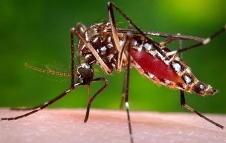 ২৪ ঘণ্টায় ডেঙ্গুতে ৪ মৃত্যু, হাসপাতালে ভর্তি ৪২৬
