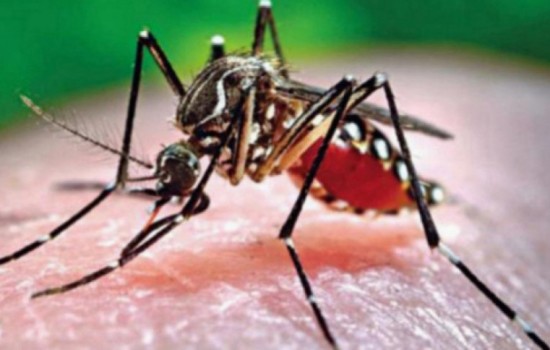 ২৪ ঘণ্টায় ডেঙ্গুতে মৃত্যু ১, হাসপাতালে ৮৯