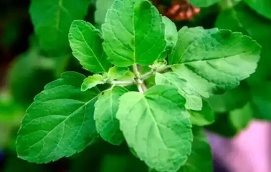 সকালে কাঁচা তুলসি খেলে পাবেন দারুণ উপকার