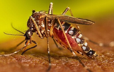 ডেঙ্গুতে মৃত্যু ২, হাসপাতালে ভর্তি ৮২০