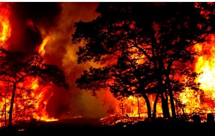 যুক্তরাষ্ট্রে দাবানল : ইতিহাসের সর্বোচ্চ সংখ্যক মৃত্যু