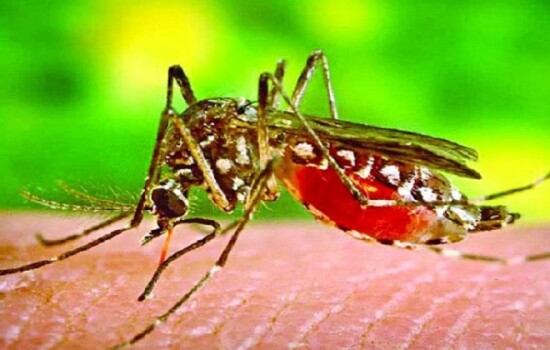 ডেঙ্গু আক্রান্ত হয়ে আজও ১১ জনের মৃত্যু, হাসপাতালে ভর্তি ২৩২৭