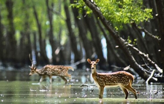সুন্দরবন দিবস আজ
