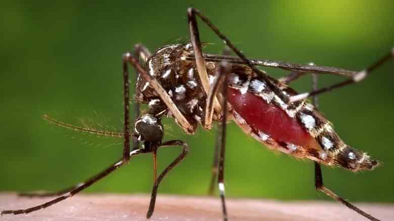 ডেঙ্গু আক্রান্তে আজ একজনের মৃত্যু
