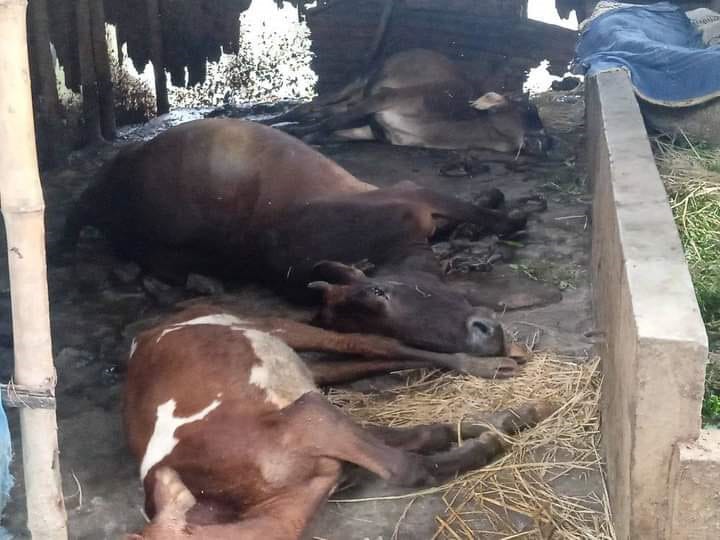 মৌলভীবাজারের জুড়ীতে আড়াই লক্ষাধিক টাকা মূল্যের বাছুরসহ ৩টি গরুর মৃত্যু হয়েছে