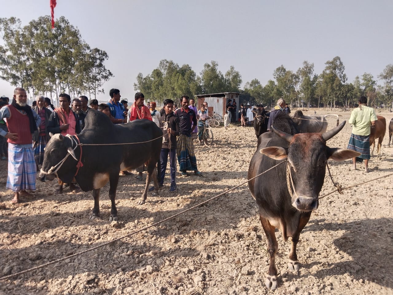 *ঐতিহ্যবাহী গরু দৌড় মই মেলা*
